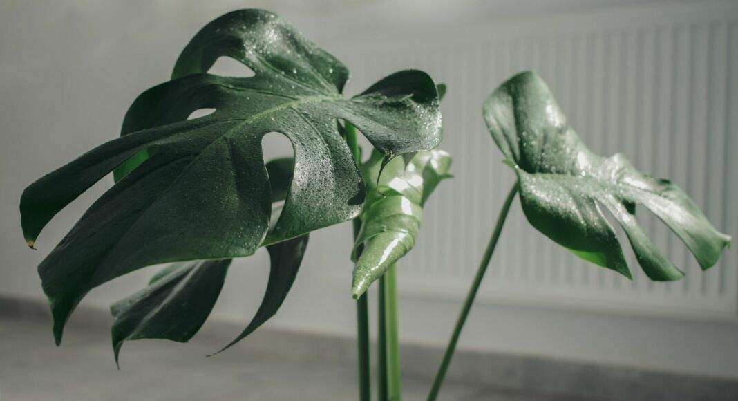 Monstera deliciosa