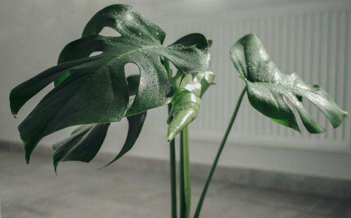 Monstera deliciosa