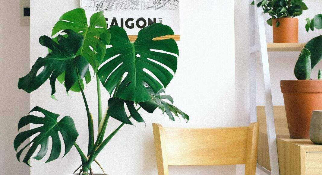 Monstera deliciosa