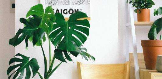 Monstera deliciosa
