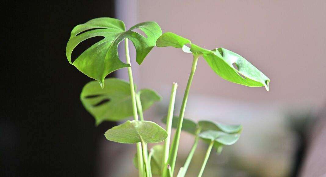 Monstera deliciosa