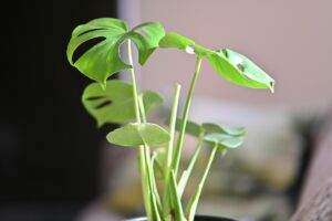 Feuerwehr zornheim löscht brennende kleidercontainer am netto