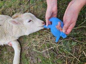 Polizisten retten lämmer aus notsituation in oppenheim