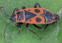 Wie werde ich Feuerwanzen im Haus und Garten los?