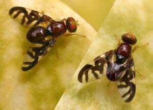 Was hilft gegen fruchtfliegen? Welche hausmittel helfen gegen die kleinen obstfliegen