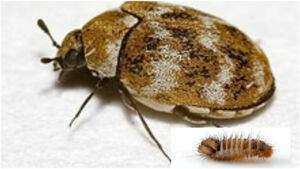 Worms: unbekannte täter brechen in kleingärten ein