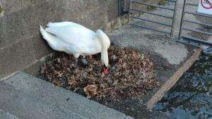 Riedstadt: bürgermeister marcus kretschmann in seine zweite amtszeit eingeführt