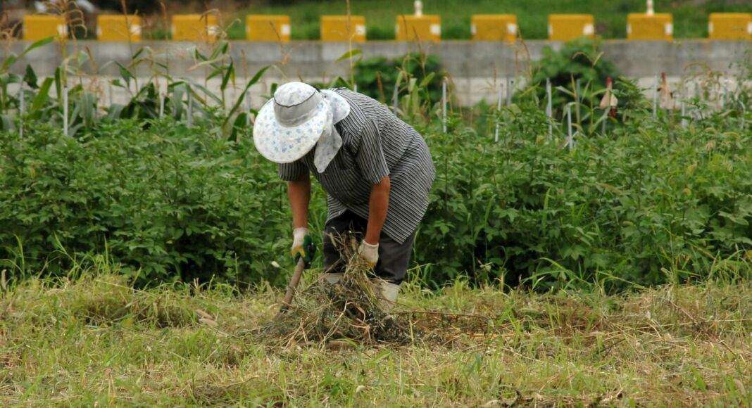 farmer-gad1294c59_1920