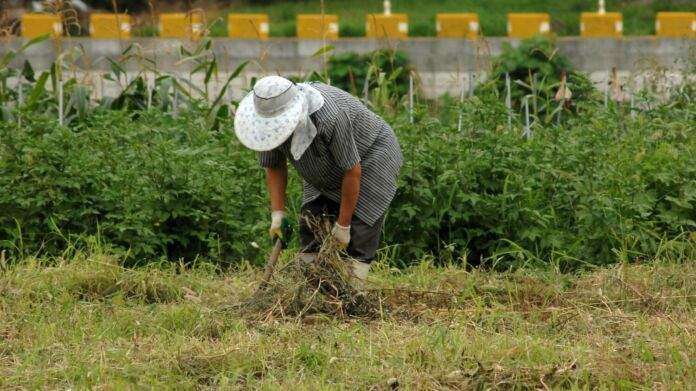 farmer-gad1294c59_1920