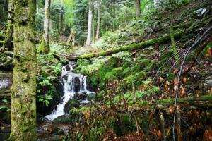 Erleben, lernen und abenteuer: der luchs und das ökosystem wald