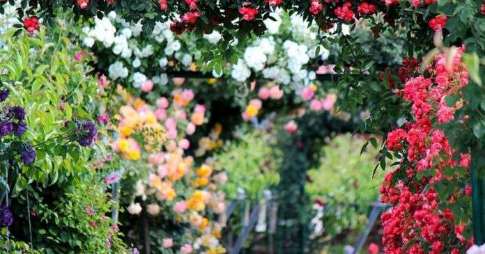 moerfelden rosengarten