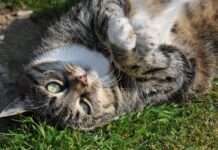 Boehringer Ingelheim: Neue Behandlung von Katzendiabetes ohne Insulinspritzen