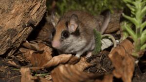 Der gartenschläfer - ein echter meister der tarnung Der gartenschläfer - ein echter meister der tarnung