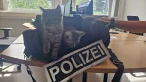 Ausgesetzte katzenbabys in stromberg - polizei sucht nach zeugen Ausgesetzte katzenbabys in stromberg - polizei sucht nach zeugen