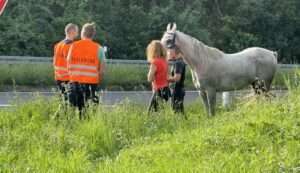 Sperrung a671: verletztes pferd auf der autobahn bei hochheim