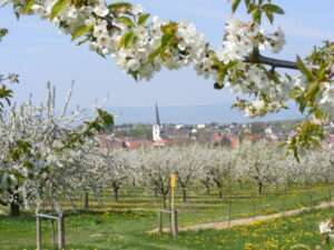 Verkehrsbehinderungen bis 10. Oktober in mainz-laubenheim