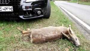 Vollsperrung der autobahn a66 bei wiesbaden