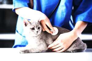 Gesundheitsrisiken bei freigängerkatzen: erkennen und vorbeugen Gesundheitsrisiken bei freigängerkatzen: erkennen und vorbeugen