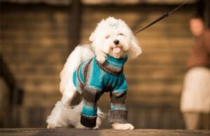 Der trend für vierbeinige freunde: hundebekleidung im fokus 1