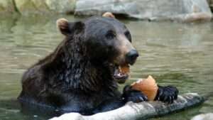 Hitzefalle vermeiden: die wichtigsten maßnahmen für haustiere im sommer