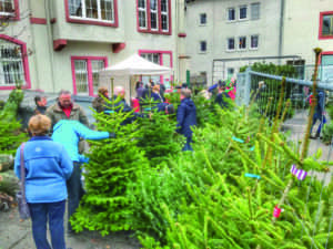 Mainz: weihnachtsbäume zugunsten des dombauvereins