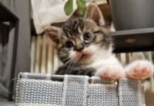 Das sind die beliebtesten Katzen- und Hundenamen