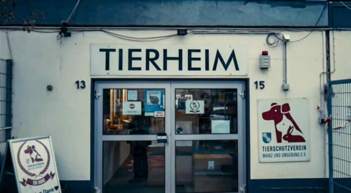 Tierheim Mainz | Foto: BYC-News