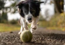 Vor- und Nachteile einer Haustierversicherung