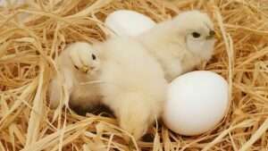 Budget für digitalisierung: sollten unternehmen auf förderungen warten?