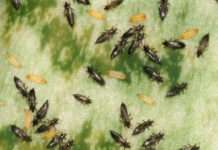 Die geheimnisvolle Welt der Gewittertierchen: Einblick in die Sommerphänomene