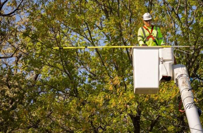 arborist-7363144_1280