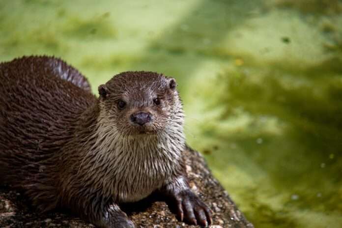 otter-7228458_1280