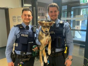 Polizei mainz rettet welpen aus dem rhein 1