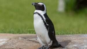 Opel-zoo frankfurt startet kampagne gegen das artensterben