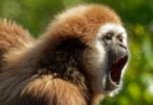 Hör mal, wer da spricht – Führung im Opel-Zoo Frankfurt