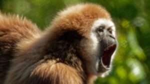 Hör mal, wer da spricht – führung im opel-zoo frankfurt