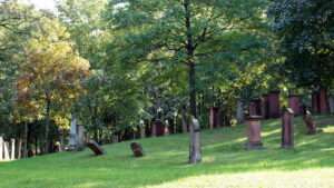 Stadt hochheim informiert über die asiatische tigermücke