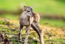 Springlebendiger Mufflon-Nachwuchs im Opel-Zoo Frankfurt