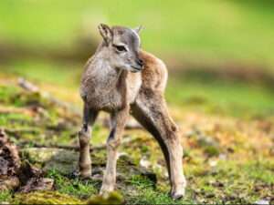 Springlebendiger mufflon-nachwuchs im opel-zoo frankfurt