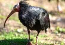 Opel Zoo Frankfurt – Kampagne gegen Artensterben – Der Waldrapp