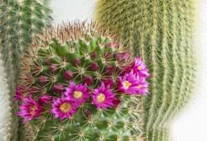 Polizei geht gegen bettler in guntersblum vor