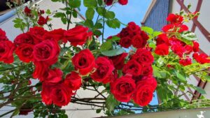 Playstation 5 pro: neue ps5 konsole mit beeindruckender leistungssteigerung