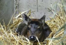 Seltener Nachwuchs im Frankfurter Zoo