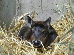 Seltener nachwuchs im frankfurter zoo