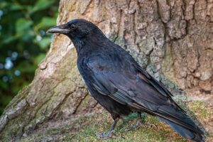 Vier prozent zinsen auf tagesgeldkonto bei trade republic: eine flexible und sichere anlageoption