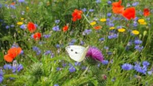 Das trade republic girokonto - alle infos zum update und den funktionen