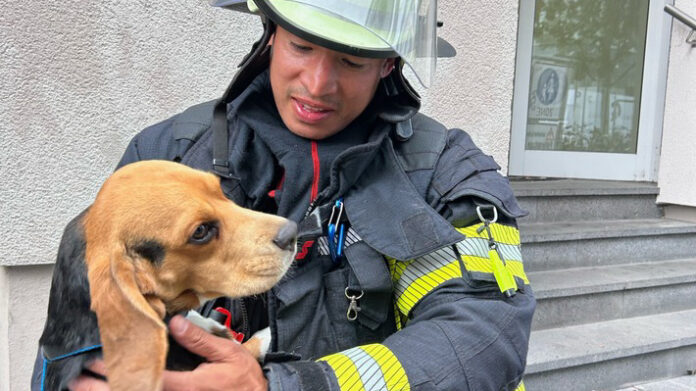 Hund aus verqualmter Wohnung in der Mainzer Altstadt gerettet | Foto: BF MZ