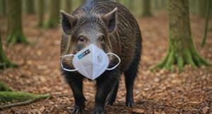 Regierung verhängt maskenpflicht und ausgangssperre für wildschweine