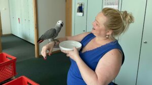 Papageienrettung im stadthaus große bleiche in mainz