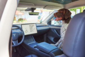 Hundemodus in elektroautos ist keine sichere lösung bei sommerhitze